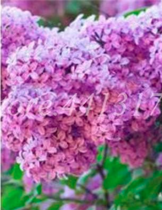 Lilac Japanese (Extremely Fragrant) Clove Flower Seeds (Color: 5)