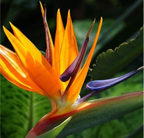 Houseplants Strelitzia Reginae Seed Long Flowering Bird of Paradise (Color: 1)