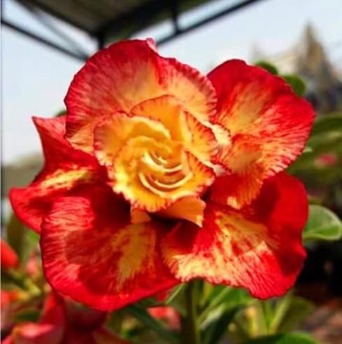 Desert Rose Seeds Ornamental Plants Flowers (Color: 14)