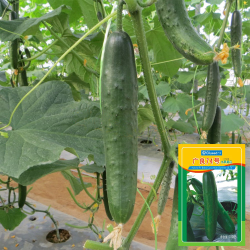 Guangliang No.74 Fruit Cucumber Seeds, Hybrid Cucumber Seeds, Early Maturing, High Yield