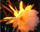 Epiphyllum Seed Nightblooming Cereus Home Garden Flower Plants - (Color: 3)