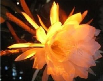 Epiphyllum Seed Nightblooming Cereus Home Garden Flower Plants - (Color: 3)