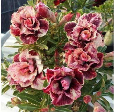 Desert Rose Seeds Ornamental Plants (Color: 25)