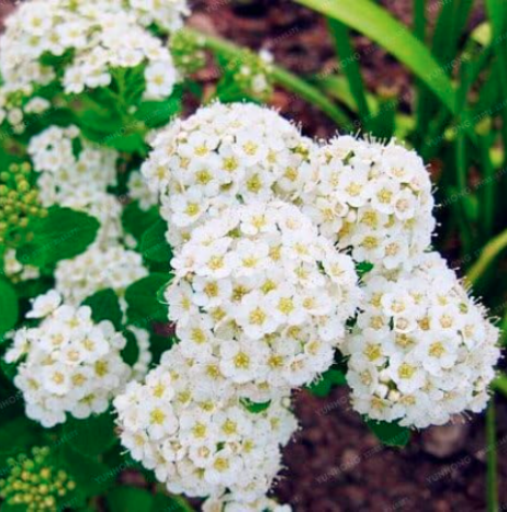Climbing Hydrangea Flowers Seeds