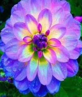 A Set Dahlia Flower Bulb Dahlia pinnata - (Color: 23)