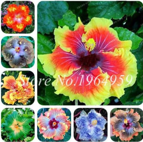 Colorful Dinnerplate Hibiscus Perennial Big Flower Seeds (Color: 7)