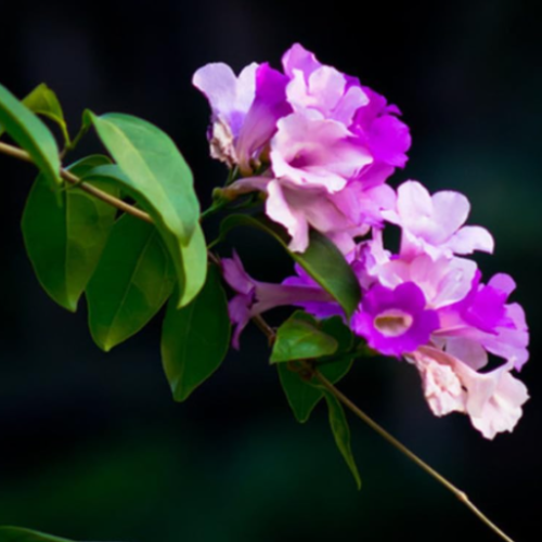 Trumpet Vine Seeds Campsis Radicans Flava (Color: 3)