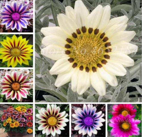 Exotic Gazania Rigens Seed Annual Potted Flower Multicolor (Color: Mixed)