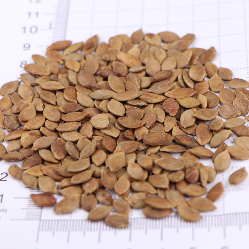 Starfruit Seeds (Averrhoa carambola L.) – Tropical Evergreen Tree with Unique Five-Pointed Fruits – Grow Your Own Exotic Carambola