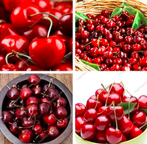 Cherry Seed, Rare Organic Heirloom Fruit