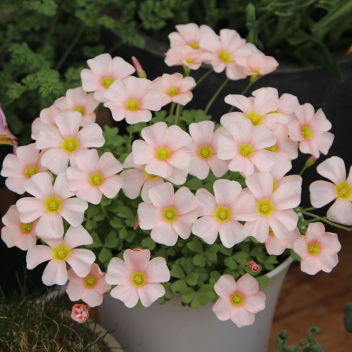 Oxalis Obtusa Series Bulb - 'Feather', Pack of 5 Bulbs