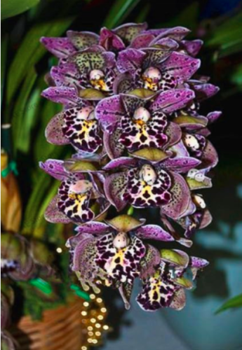 Cymbidium Orchid Flower Seeds (Color: 13)