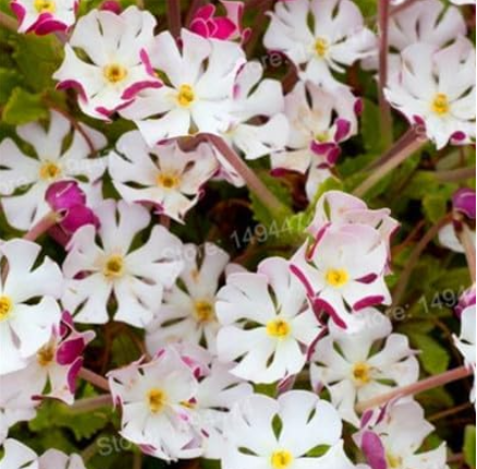 Mixed Color Phlox Plant Phlox Drummondii Cuspidata Flower Seeds