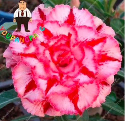 Desert Rose Plant Seeds Rare Adenium Obesum (Color: Plum)