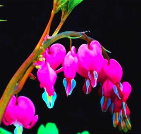 Rare Perennial Spectabilis Herbs Dicentra Plant Bleeding Heart Flower Seeds (Color: 9)
