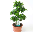 Ficus Bonsai Tree Seeds, Potted Balcony Banyan Tree Leaf Bonsai