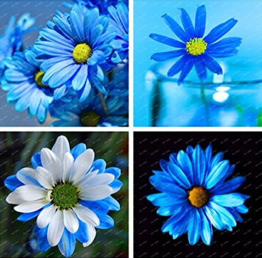 US$ 2.18 - Potted Flowering Plants Blue Daisy Flower Seed for Home ...