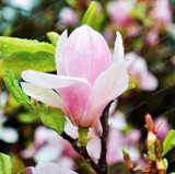 Magnolia Denudata Seed Rare Yulan Magnolia Tree Flower (Color: 3)