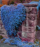 Creeping Thyme Seed or Blue Rock CRESS Plant - Perennial Ground Cover (Color: 1)