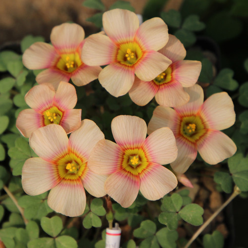 Oxalis Obtusa Series Bulb - 'Ripple', Pack of 5 Bulbs