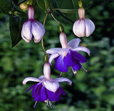 Mixed Fuchsia Seed Garden Balcony Seed