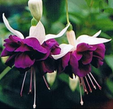 Mixed Fuchsia Seed Garden Balcony Seed