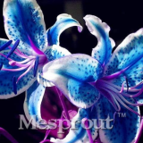 Lily Seed Perfume Lilies, White Blue Purple Colorful