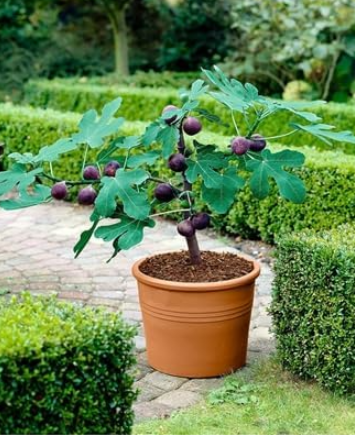 Fig Plants Balcony Potted Fruit Tree Fig Seed (Color: 4)