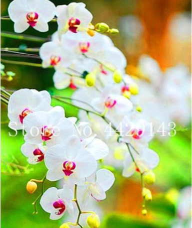 Unique Orchid Cymbidium Faberi Flower Seed (Color: 4)
