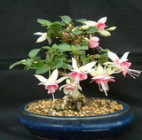 Mixed Fuchsia Seed Garden Balcony Seed