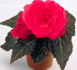 Begonia Flower Seed Potted Plant Courtyard Balcony (Color: 20)