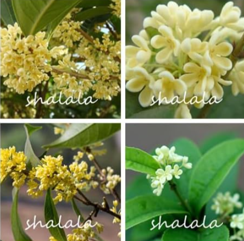 Osmanthus Fragrans Seed Sweet Olive Tree (Color: Mixed)