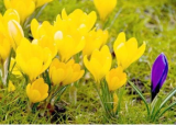 Crocus sativus semillas - Fanhonghua - Seed Flower Plant sementes - (Color: 3)