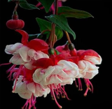 Mixed Fuchsia Seed Garden Balcony Seed