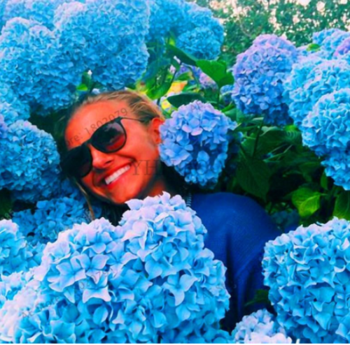 Vanilla 'Strawberry' Hydrangea Flower Seeds (Color: 4)