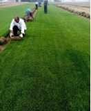 Japanese Forest Grass Lawn Garden Ornamental (Color: Mixed)
