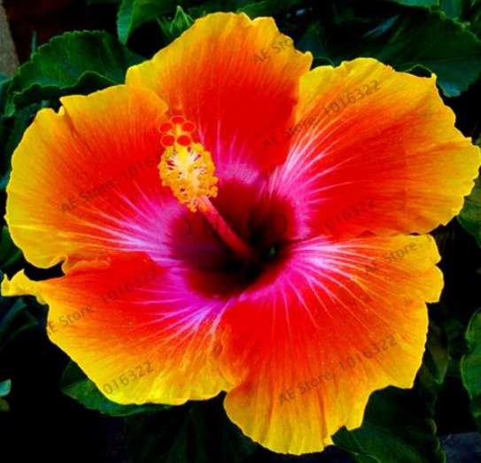 Hibiscus Flower Seed easy to grow for home garden