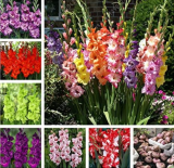 Gladiolus Bulbs Mixed