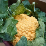 Orange Flower No.2 Cauliflower Seeds, Hybrid Cauliflower, Nutrient-Rich, Firm Curds, β-Carotene Rich