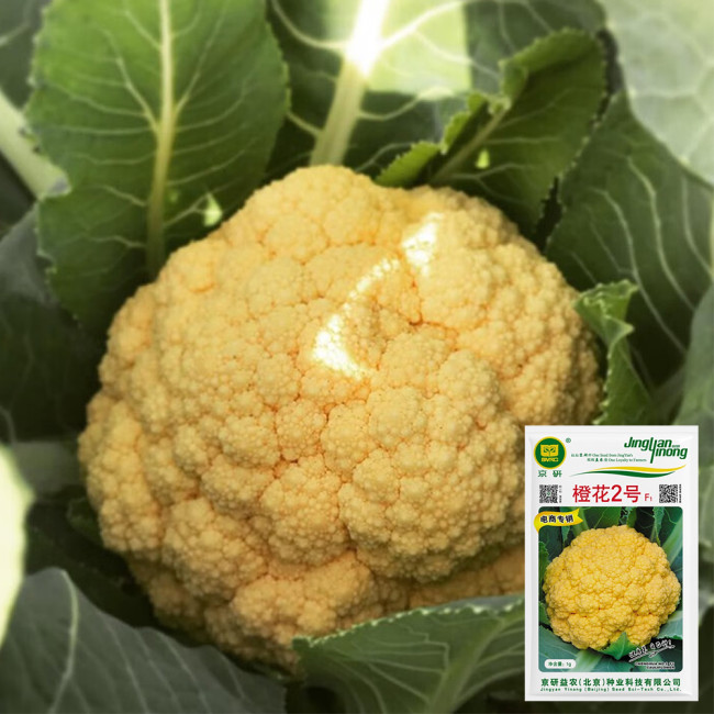 Orange Flower No.2 Cauliflower Seeds, Hybrid Cauliflower, Nutrient-Rich, Firm Curds, β-Carotene Rich