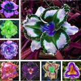 Mix Hybrid Daylily Flowers Seed Hemerocallis Day Lily Indoor Seed (Color: Mixed)