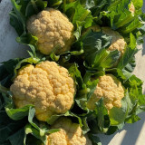 Orange Flower No.2 Cauliflower Seeds, Hybrid Cauliflower, Nutrient-Rich, Firm Curds, β-Carotene Rich