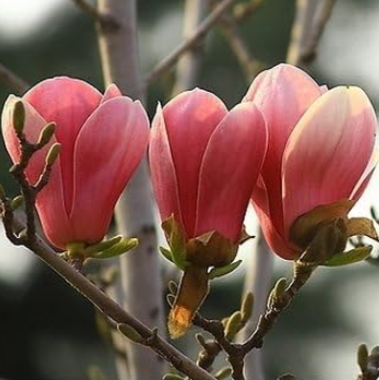 Magnolia Seed for home garden ornamental (Color: 2)