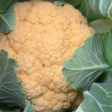 Orange Flower No.2 Cauliflower Seeds, Hybrid Cauliflower, Nutrient-Rich, Firm Curds, β-Carotene Rich