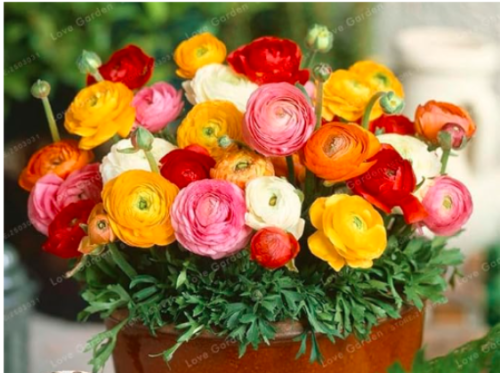 Ranunculus Flower Seed Balcony Potted Ranunculus Asiaticus Flower (Color: MIX)