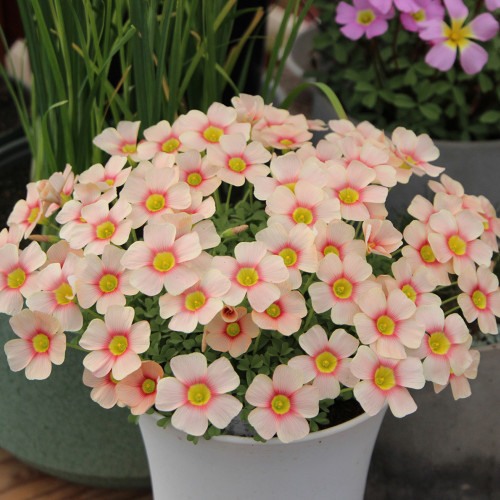 Oxalis obtusa 'Rouge Moon' Flowering Bulbs – Blush Pink Winter Blooms for Pots & Gardens