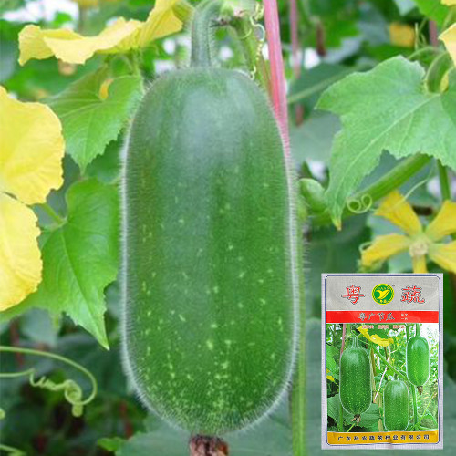 Yueguang Wax Gourd Seeds, Early-Maturing F1 Hybrid, High-Quality Wax Gourd Seeds, Offer Broad Adaptability & Stable Yields