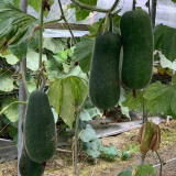 Yueguang Wax Gourd Seeds, Early-Maturing F1 Hybrid, High-Quality Wax Gourd Seeds, Offer Broad Adaptability & Stable Yields