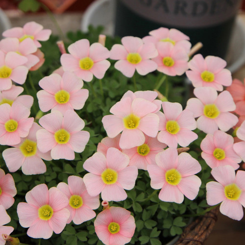 Oxalis obtusa 'Sakuta Jelly' Bulbs – Rare Winter-Blooming Pink Oxalis for Pots & Indoor Gardens