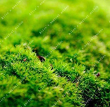 Irish Green Moss Seed Easy Grow High Germination Rate